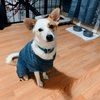thecozycody